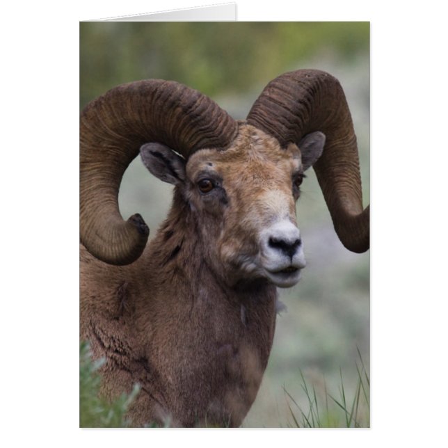 Bélier de mouflon à cornes grandes des montagnes R (Devant)