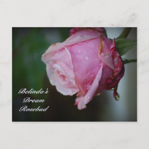 Belindas Dream Rosenknospe Postkarte