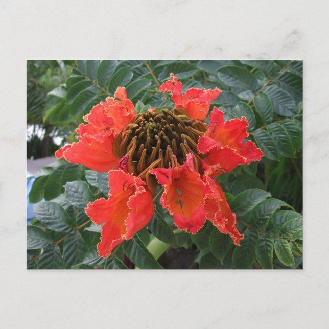 Belize-Blume Postkarte (Vorderseite)