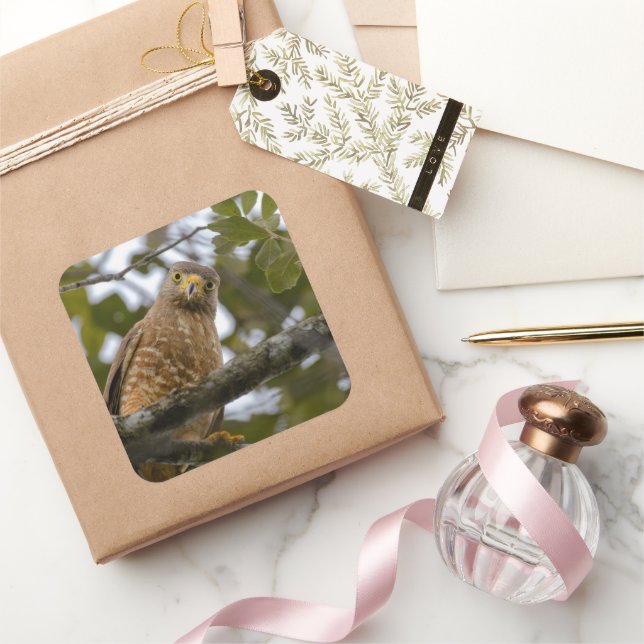 Belize Brown Roadside Hawk Bird Fotografie Quadratischer Aufkleber (Schenken)