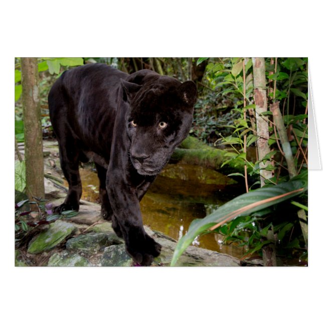 Belize City Zoo. Schwarzer Panther (Vorderseite (Horizontal))