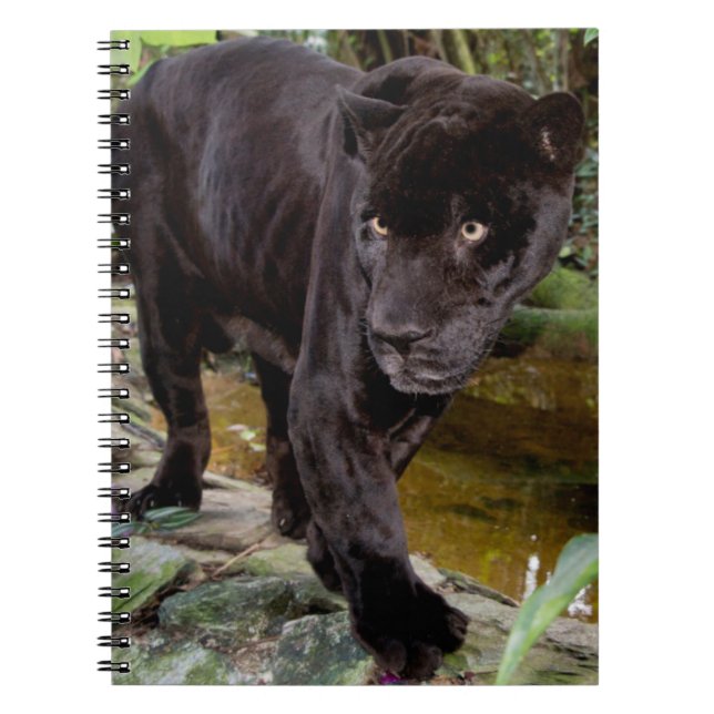 Belize City Zoo. Schwarzer Panther Notizblock (Vorderseite)