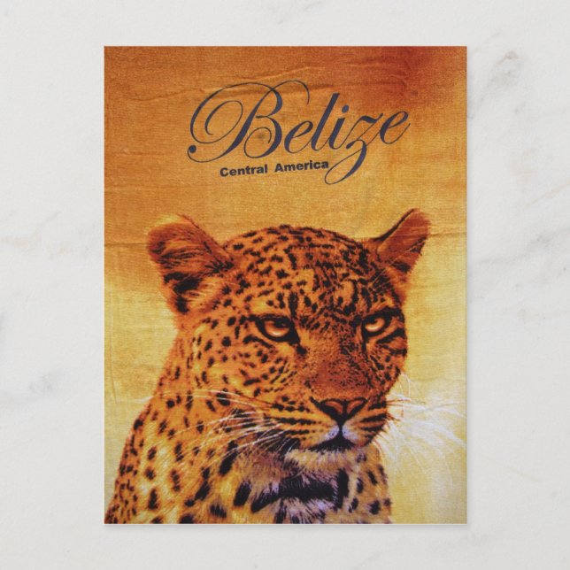 Belize Jaguar Postkarte (Vorderseite)