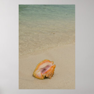 Belize, Karibik, Glover's Reef. Conch Poster