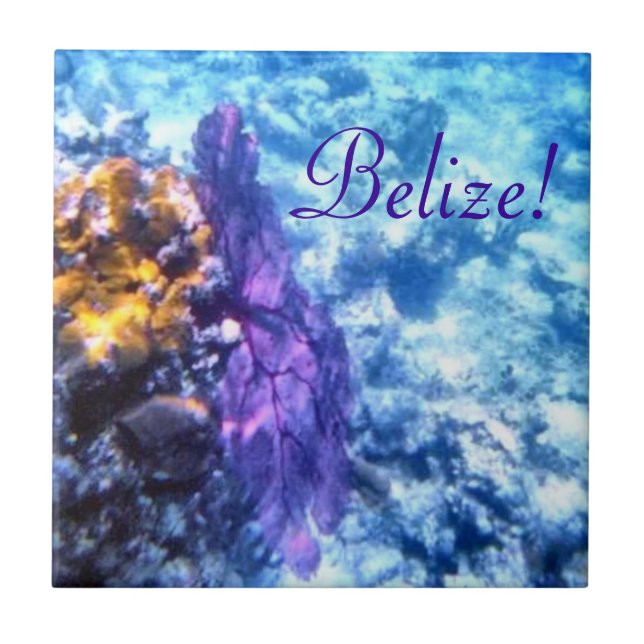 Belize! Lila Seefan-Fliese Fliese (Vorderseite)