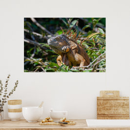 Belize Lizard, Friedlich Orange Iguana Poster