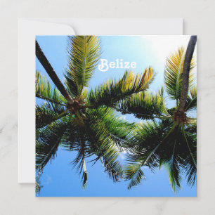Belize Palm Trees
