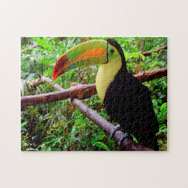 Belize Tucon Vögel. (Horizontal)