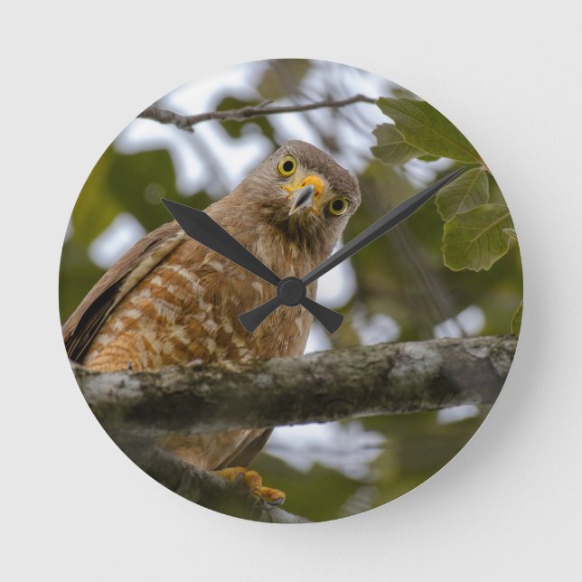 Belizean Beauty: Roadside Hawk Foto Runde Wanduhr (Vorderseite)