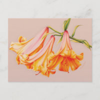 Bell lys fine art par Sarah Trett carte postale