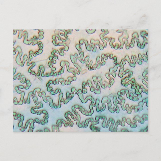 Bell Pfefferepidermis unter dem Mikroskop Postkarte (Vorderseite)