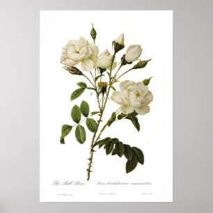 Bell-Rose von Pierre-Joseph Redoute Poster