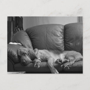 Bella Bloodhound Post Card Postkarte