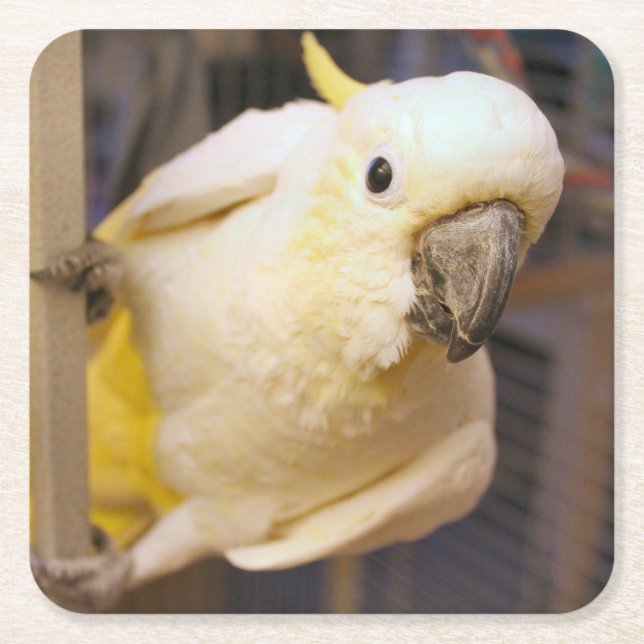 Bella boy rechteckiger pappuntersetzer (Vorderseite)