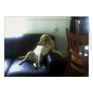 Bella, chien jaune du Labrador