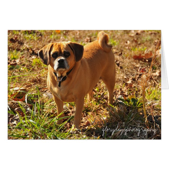 Bella, das Puggle (Vorderseite (Horizontal))