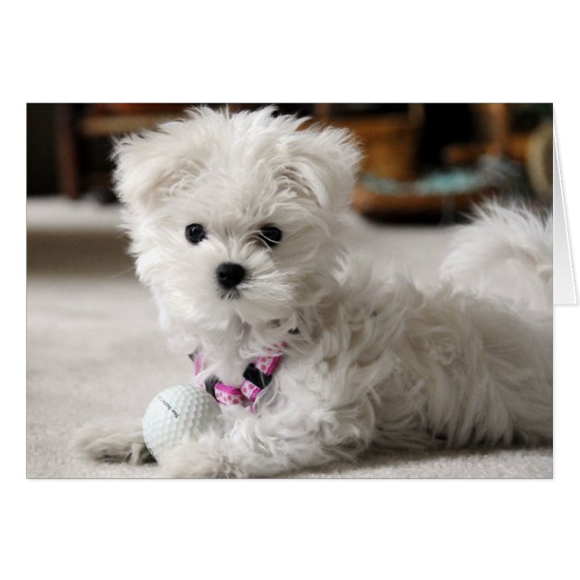 Bella Lieben Golf (Vorderseite (Horizontal))