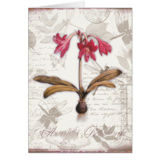 Belladone d'amaryllis