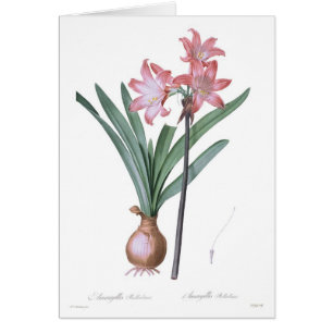 Belladone d'amaryllis