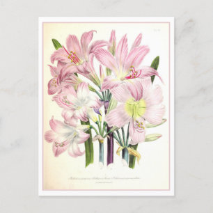 Belladonna Botanische Illustration Vintag Postkarte