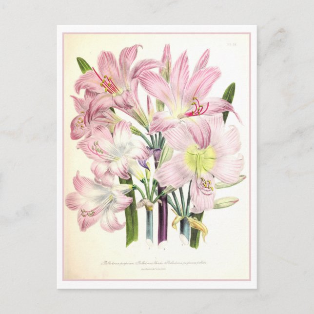 Belladonna Botanische Illustration Vintag Postkarte (Vorderseite)