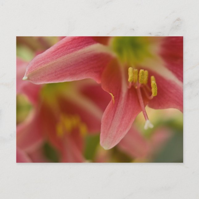 Belladonna Lido Postkarte (Vorderseite)
