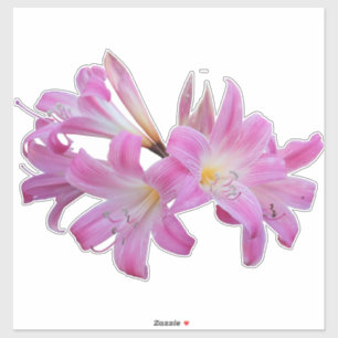 Belladonna Lily Jersey Blume Aufkleber