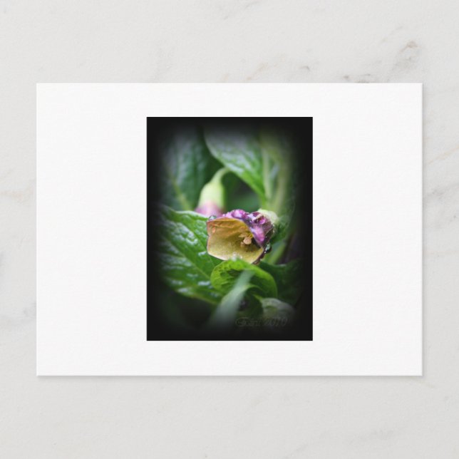 Belladonna Postkarte (Vorderseite)