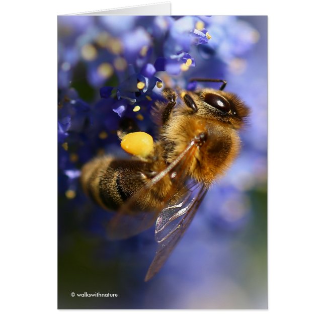 Belle abeille de miel sur la Californie Lilac (Devant)