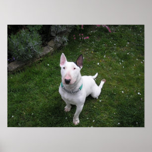 Belle affiche Bully English Bull Terrier
