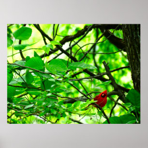 Belle affiche Cardinal oiseau de forêt de printemp