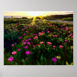 Belle affiche couché de soleil de fleurs sauvages