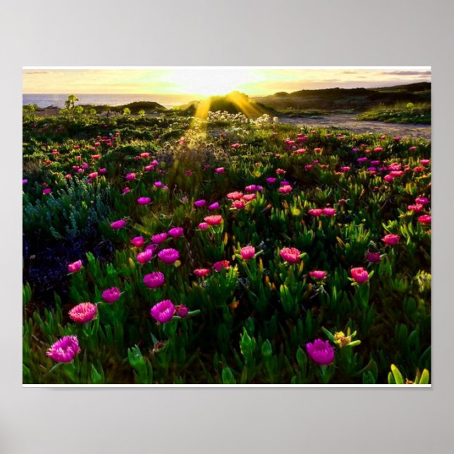 Belle affiche couché de soleil de fleurs sauvages (Devant)