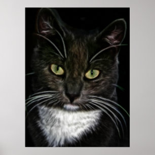 Belle affiche de chat noir et blanc