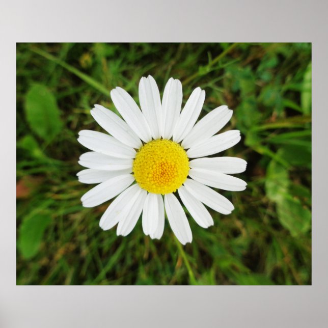 Belle affiche de Common Daisy (Devant)