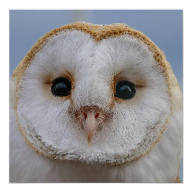 Belle affiche de visage de hibou (Devant)