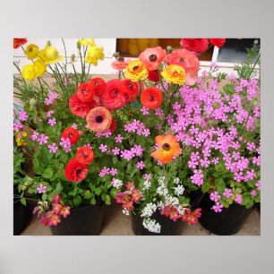 Belle affiche du jardin de fleurs de printemps de 