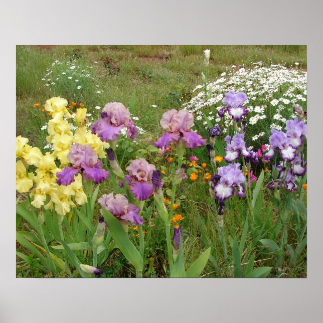 Belle affiche du jardin fleuri Iris Irises (Devant)