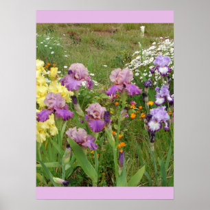Belle affiche du jardin fleuri Iris Irises