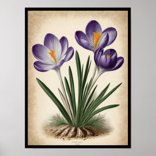 Belle affiche murale de Crocus Sativus en violet