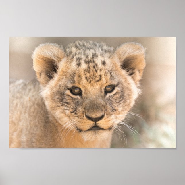 Belle affiche murale photo Lion Cub (Devant)