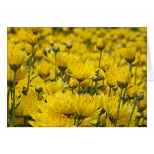 Belle automne Chrysanthemum photo florale
