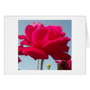 Belle belle Rose céleste rouge contre bleu