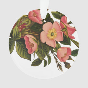 Belle Botanique rose Rose vintage