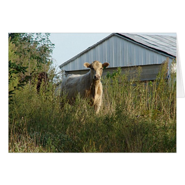 Belle Bovine Toute Occasion Carte de voeux vierge (Devant horizontal)