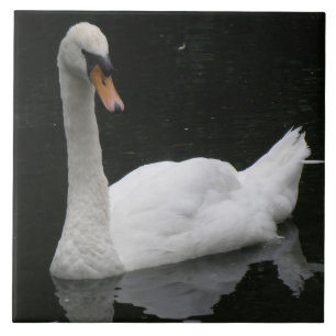 Belle Carreaux de Cygne Blanc