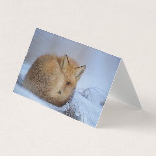 Belle carte blanche Fox