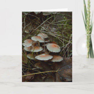 belle carte blanche photo de champignon