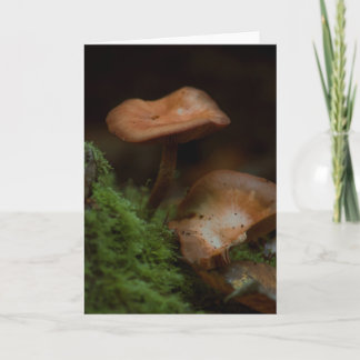 Belle carte blanche photo de champignons