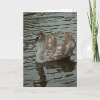 Belle carte blanche photo de cygne